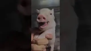 Emang bolehh sebabi ini!?😭‼️ #comedy #jasafoto #shortvideos #lucu #babi #parody #fyppp