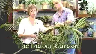 Help My Dracaena Warneckei; With an Easy Non-chemical Way to Treat Fungal Disease Symptoms