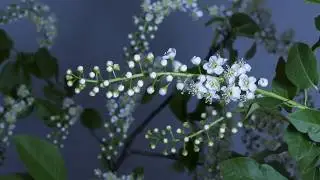 4K  Çiçek açarken görüntüler HD videolar