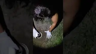 Root Killer Kills Tree Roots Roebic Root Killer