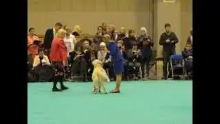 Crufts 2015 -  Ch.Abinvale the Aviator