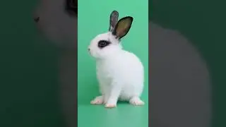 rabbit green screen video | 