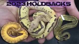 2023 Ball Python Holdbacks! OD Enchi Sunset, Disco Inferno Leopard Clown, GHI Mahogany Pied, & More!