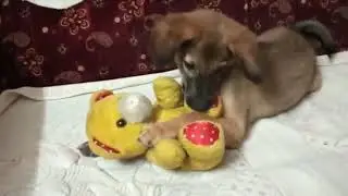 capsy loves to play with teddy bears playing with toys capsy the real star #shorts