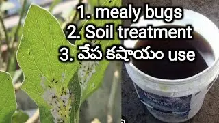 238. Mealybugs simple treatment. neem kernal decoction making. gardening tips.