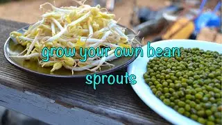 Easy way to grow bean sprouts at home