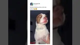 Somos testemunhas, ele não subiu!❤️🐶