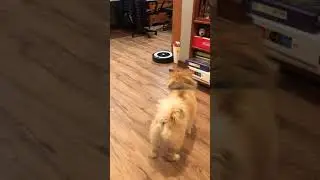 Maria vs Noah the iRobot Roomba vacuum