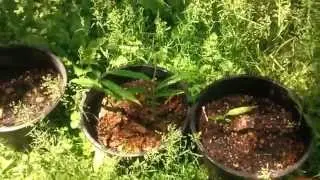 Growing grocery store ginger root.