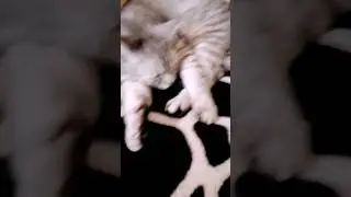 Цифровой цирк у меня дома
