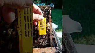 Маточник тихой смены #бакфаст #пчеловодство  #bee