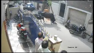 Warning: 😧 Cows trample school kid..