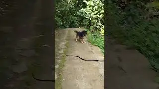 🐾 Brave Dog vs. Sneaky Serpent – Adorable Chase & Fear in Action! 🐍❤️ #dog #dogshorts #doglover