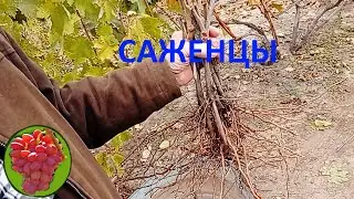 @Саженцы винограда Якушенка В Е  Виноград 2021