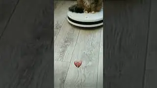 #funny #cat #immortalius