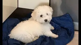 Meet Freddie My Bichon Frisé Puppy!!