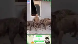 Приколы с животными , смешные собаки и кошки  , смех до слез 