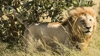 The Lions Wrong Hunt , AnimalFull Food Chain