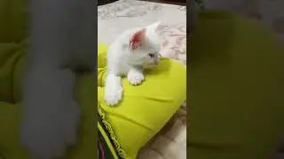 Alex evimizin yeni erkeği.