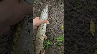 Эта уже побольше! а то всё шнурки да шнурки.... #fishing #carpfishing #любимоехобби