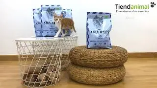 Criadores gato esterilizados
