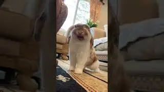I Love Watching Bunny Yawns 🥱🤩 #shorts #rabbit #pets | Paws and Fur