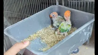 Lution & Yellow collared lovebirdBirds Progress || BUDGIES HUT