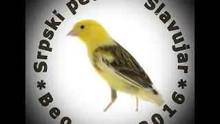 (SRPSKI PEVAČ - SLAVUJAR)-Slavuj-Beograd- 2016
