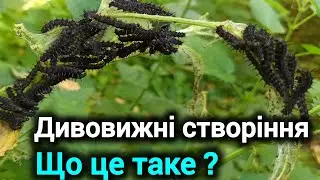 Загадкове видовище. Хто знає що це ?