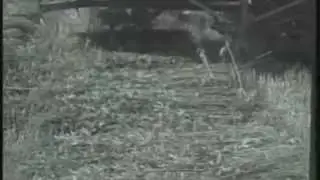 уборка конопли  СССР