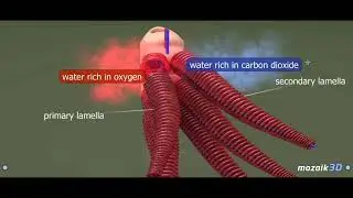 mozaik3d Animations - How do fish breathe