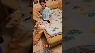 В ПРОДАЖЕ ‼️Щенки Вельш-корги Одесса 🇺🇦