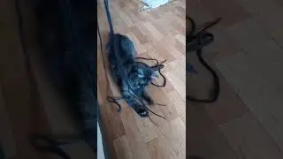 Кошка играет #кошкаиграет #cat #животные #catlover #animals #pets #shortsvideo #сераякошка #hiphop