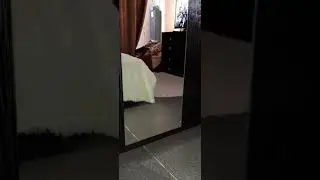 Джек Рассел терьер.