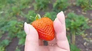 Хозяйские Будни...Клубники просто супер