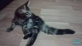 Maine coon kittens Wrangler Lilium