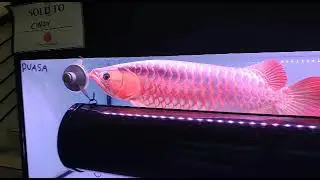 Arwana super red impian para penghobi ... Ada arwana super red i tiaw lung murah