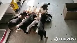 Спасите Наши Души!! ЧП местного масштаба (