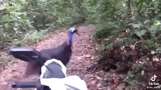 Bertemu kaswari di tengah hutan