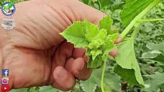 KAVUNDA MEYVE SARARMASI VE BİTKİ BÜYÜMESİNDE ETKİLİ HORMONLARIN İŞLEVLERİ