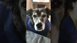 Our poor girl.. border collie boxer. Needing her eye removed