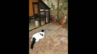 Our chookens