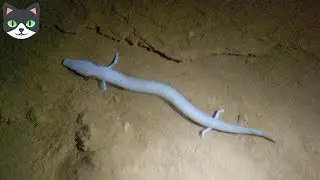 5 DRAGONES REALES CAPTADOS EN CÁMARA | CRIATURAS EXTRAÑAS CAPTADAS EN VIDEO