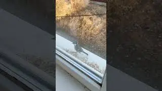 Синичка