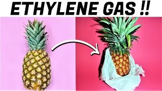 03 Methods How To Ripen Unripe Pineapple at Home 🍍