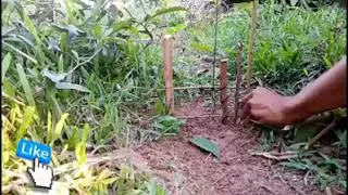 Use the branches to make traps to catch pythons, so Interests!