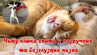Чому кішка спить у незручних та безглуздих позах
