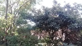 Nature 💚🌳🌿