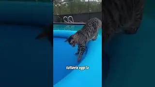The girl tries to find a way to bathe her cat who is afraid of water