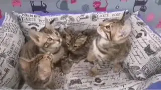 Бенгальские котята